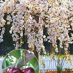Черешня Agro-Market Плакуча (Weeping cherry) (вік від 2-х років, висота 150-190 см) (50879) 1 шт в упаковці
