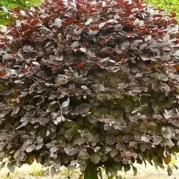 Бук лісовий червонолистий Agro-Market Atropunicea Purpurea С5, висота 80-100 см (183890)1 саджанець в упаковці - мініатюра 2