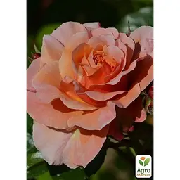 Троянда штамбова Agro-Market Marie Curie саджанець класу АА+ вищий сорт 1 шт. в упаковці (36239) - мініатюра 2