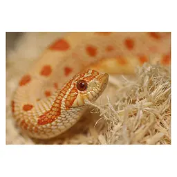 Субстрат з тополі Repti-Zoo Aspen Snake Bedding 2,4 л (SB001) для змій та копаючих рептилій - мініатюра 4
