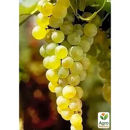LMTD Виноград ранній Agro-Market Vroege van der Laan (сортовий, вкорінений) (185701) 1 саджанець в упаковці Нідерланди