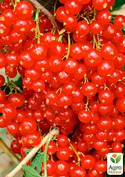 Саджанець Agro-Market Порічка (смородина) червона Львів'янка середньо-ранній термін дозрівання, сорт високостійкий до хвороб) 1 шт. в пакуванні (19919) - мініатюра 2