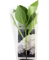Гортензія Agro-Market Snow storm крупнолиста біла 1 саджанець в упаковці (35829) - мініатюра 4