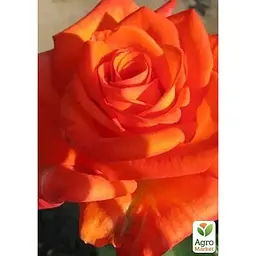 Саджанець Agro-Market Троянда чайно-гібридна Луї де Фюнес 20 см (клас АА +) вищий сорт (17447) 1 шт. - мініатюра 2