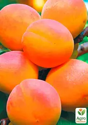 Саджанець Agro-Market Абрикос NJA 19 (літній сорт, середній термін дозрівання) 1 шт. в упаковці (39858) - мініатюра 2