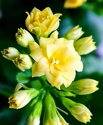 Саджанець Agro-Market Каланхое Блоссфельда Yellow (Kalanchoe Blossfeldiana) (50629) 1 шт. в упаковці - мініатюра 2