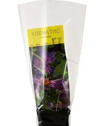 Клематис Agro-Market Multi Blue 1 саджанець в упаковці (17631) - мініатюра 3