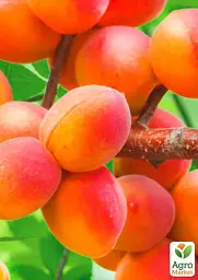 Саджанець Agro-Market Абрикос Червонощокий (літній сорт, ранній термін дозрівання) 1 шт. в упаковці (15753) - мініатюра 2