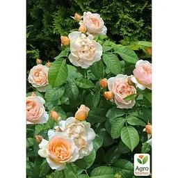 Троянда англійська Agro-Market Juliet саджанець класу АА+ вищий сорт 1 шт. в упаковці (181426) - мініатюра 2