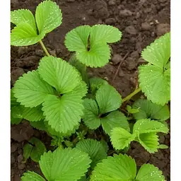 Саджанець Agro-Market Полуниця Гігант джорнея 5шт (середньо-ранній термін дозрівання, високоврожайний сорт) (37309) - мініатюра 7