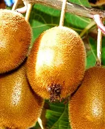 Саджанець Agro-Market Ківі Соло (самозапильний) (26160) 1 шт. в упаковці - мініатюра 3