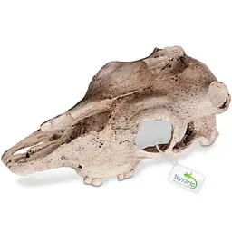 Декорація череп буйвола Terrario Buffalo Skull 21x12x8см (22128) - мініатюра 7
