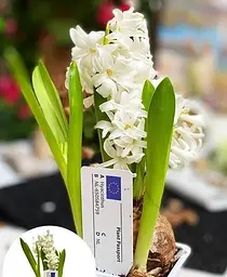 Цибулина Agro-Market Гіацинт Antarctica 1 шт. в упаковці (50647) - мініатюра 5