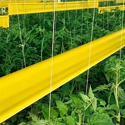 Жовта клейова пастка в рулоні 15 см × 100 м (Туреччина) - мініатюра 3