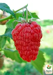 Саджанець Agro-Market Малина Благородна (середній термін дозрівання, високоврожайний та безшипий сорт) 2 шт. в пакуванні (177280) - мініатюра 2