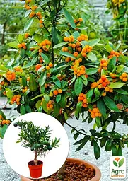 Саджанець Agro-Market Кумкват Fortunella на штамбі з плодом 3-х річний 25-35 см 1 шт. в упаковці (62415) - мініатюра 3