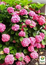 Саджанець Agro-Market LMTD Гортензія крупнолиста квітуча 3-х річна Early Pink (35-40см) (62361) - мініатюра 3