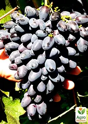 Саджанець Agro-Market Виноград Атос (дуже ранній термін дозрівання) 1 шт. в пакуванні (48715) - мініатюра 2