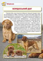 Енциклопедія. Собаки - мініатюра 2
