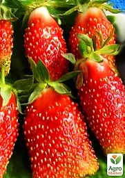 Саджанець Agro-Market Суницеполуниця Купчиха (раннього терміну дозрівання, сорт стійкий до хвороб) 5 шт. в пакуванні (25792) - мініатюра 3