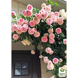 Троянда англійська Agro-Market плетиста Серце троянди саджанець класу АА+ вищий сорт 1 шт. в упаковці (20954) - мініатюра 3