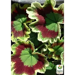Саджанець Agro-Market Пеларгонія пестролиста Mrs Pollock (контейнер № 10 висота 10-20 см) (49117) 1 шт. в упаковці - мініатюра 3