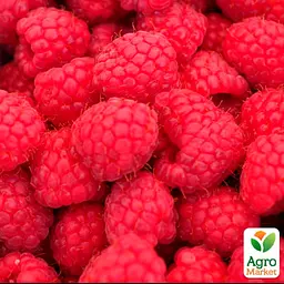 Малина ремонтантна Agro-Market "Мапема" (великоплідний, ранній, транспортабельний сорт) (188749) 1 саджанець в упаковці