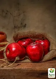 Саджанець Agro-Market Яблуня Ріхард (зимовий сорт, пізній термін дозрівання) 1 шт. в упаковці (20893) - мініатюра 3