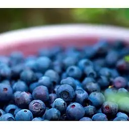 Саджанець Agro-Market Лохина (чорниця садова) Голд Раубе (середній термін дозрівання) 1 саджанець (45480) - мініатюра 2