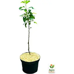 Саджанець Agro-Market Яблуня колоновидна Болеро укорінена в контейнері (саджанець 2 роки) (153133) - мініатюра 2