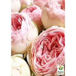 Троянда кущова Agro-Market Менсфілд парк Mansfield Park саджанець класу АА+ вищий сорт 1 шт. в упаковці (179285) - мініатюра 3