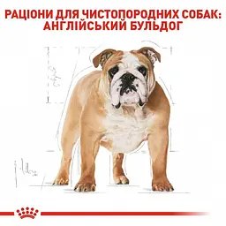 Сухий корм для дорослих собак породи Бульдог Royal Canin Bulldog Adult 3 кг (2590120) - мініатюра 3