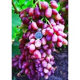 Саджанець Agro-Market Виноград Геліос (ранній термін дозрівання, не пошкоджується осами) 1 шт. в упаковці (25521) - мініатюра 3