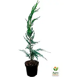 Саджанець Agro-Market Ялівець скельний Blue Arrow вазон С1,5 висота 40-60 см (102154) - мініатюра 2