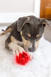 Інтерактивна іграшка-м'яч для собак Pet Qwerks Blinky Babble Ball - мініатюра 6