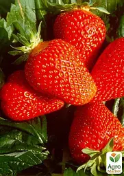 Саджанець Agro-Market Полуниця Клер (Clery) (ранній термін дозрівання, дуже великі гарні ягоди) 5 шт. в пакуванні (25800) - мініатюра 3