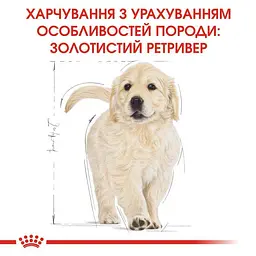 Сухий корм для цуценят породи Золотистий Ретрівер Royal Canin Golden Retriever Puppy, 3 кг (39790301) - мініатюра 2