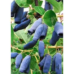 Саджанець Agro-Market Жимолость Атут (ранній термін дозрівання, самий невибагливий і зимостійкий сорт) 1 шт. в упаковці (43967) - мініатюра 3