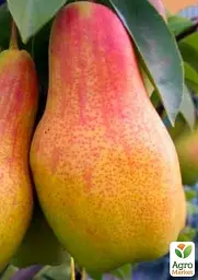 Саджанець Agro-Market Груша Талгарська красуня (осінній сорт, середній термін дозрівання) 1 шт. в упаковці (15813) - мініатюра 2