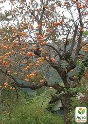 Саджанець Agro-Market Хурма Зенджи мару (Шоколадниця) на віргінській морозостійкій підщепі 1 шт. в упаковці (35901) - мініатюра 6