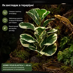 Штучна рослина Hobby Ficus Elastica 1 40 см (37705) для тераріуму, акватераріуму та палюдаріуму - мініатюра 3