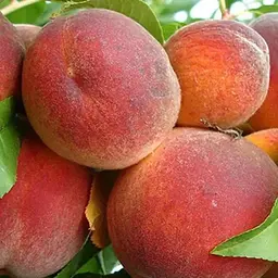 Персик Agro-Market "Тарсан" (великоплідний, морозостійкий, пізній термін дозрівання) (189932) 1 саджанець в упаковці