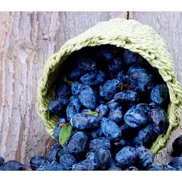 Саджанець Agro-Market Жимолість Дочка Велетня (середній термін дозрівання, ягоди не осипаються) 1 саджанець (43968) - мініатюра 2
