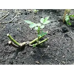 Саджанець Agro-Market Троянда англійська Едем (клас АА +) вищий сорт (15982) 1 шт. - мініатюра 3