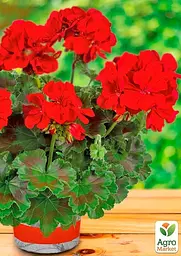 Пеларгонія зональна "Dark Red" (176645) 1 саженец - мініатюра 3