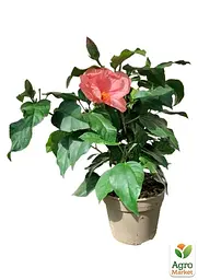 Саджанець Agro-Market Гібіскус кімнатний Juno (82596) - мініатюра 2