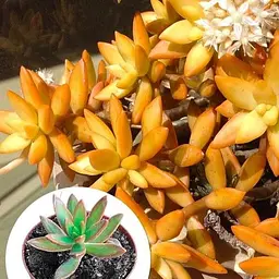 Очиток "Нуссбаумера" (Sedum nussbaumerianum) (182496) 1 саженец - мініатюра 2