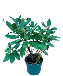 Рододендрон Agro-Market Nova Zembla квітучий 5-річний висота 50-60 см з Нідерландів 1 саджанець в упаковці (147852) - мініатюра 3