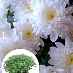 Хризантема Садова "Domino White" (висота 30-50см) (101668) 1 саженец - мініатюра 3