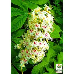 Саджанець Agro-Market Каштан кінський Aesculus (красиво квітуче дерево) (120914) - мініатюра 5